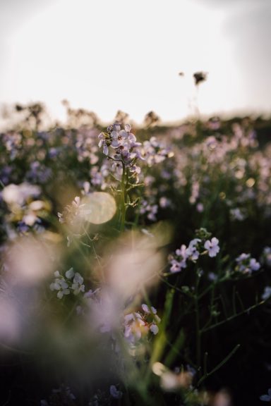 Detailaufnahme von Blumen am Strand, Sonnenlicht durch die Blumen, Kathy Audrey Photography.